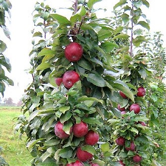 Яблоня домашняя Московское Ожерелье колоновидная (в тубе)